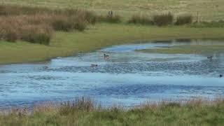 Eurasian Wigeon, Rochdale Canal, Greater Manchester