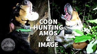 Coon Hunting | Amos & Image | 2 Pups