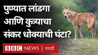 International Wolf Day : Pune इथे आढळला लांडगा-कुत्र्याचा संकरीत प्राणी । Wolf Dog