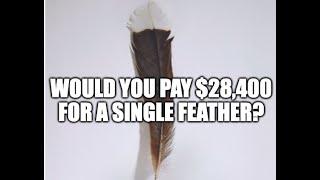 Investing in Niche Collectibles? Would You Pay $28,400 for a Single Bird Feather? Someone Did!