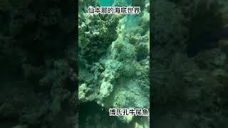 仙本那海底世界看到牛尾魚#跳島#仙本那#馬來西亞 #travel #旅行 #出國 #malaysia #沙巴 #outdoors #潛水旅遊 #海島 #shorts #海 #kkday #浮潛 #魚
