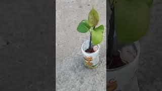 Grafting of pear trees