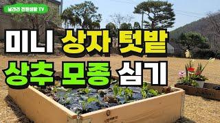 미니 상자 텃밭 상추 심기 / 쿠바식 틀 텃밭에 상추 모종을 심어봤습니다 / 상추 모종 구입부터 심기까지 / 양평 전원생활 /양평 전원주택