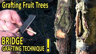 BRIDGE Grafting Technique | How to SAVE a DAMAGED FRUIT TREE with this grafting technique