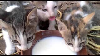 Dudh pite Billi ke Bachche Ajmer