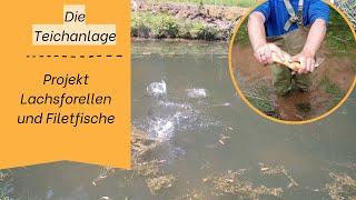 Wir starten das Projekt Filetfische und Lachsforellen #forelle #saibling