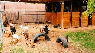 Baby Goats JUMPING, PLAYING, RUNNING, & FIGHTING 