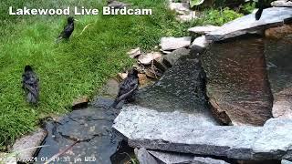 Live Bird Camera Fountain