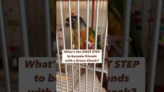 First Step to Become Friends with a Green Cheek Conure #bird #care