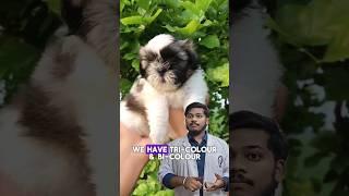 Pet-o-pedia-Shih tzu #pets #youtubeshorts #ytshorts #petowner #dogshorts #doglover #petshop #explore