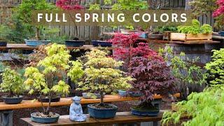 Full Spring Colors - Japanese Maple Bonsai Garden