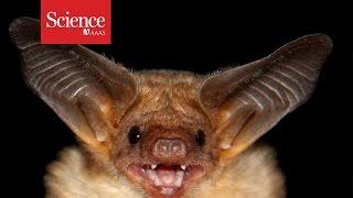 Listen to the greatest hits from the biggest bat song library