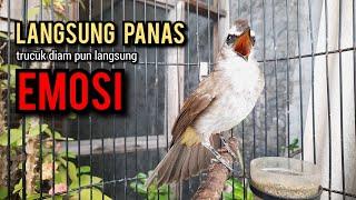 trucukan gacor TARUNG ROPEL PANJANG pancingan trucukan agar bunyi jadikan burung trucuk gacor NYAUT