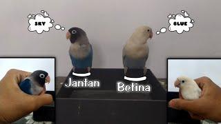 Cara Membedakan Jenis Kelamin Lovebird Jantan Dan Betina | 100% Akurat Tanpa Tes DNA !!!