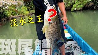 『印尼壹』淡水魚王者？這根本Discovery場景！遠征追夢巴布亞黑鱸！#鵝大人 #路亞 #青槽