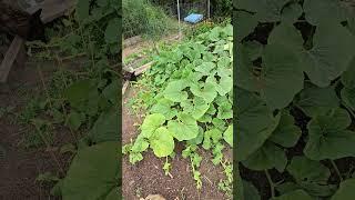 Pumpkin Check Before The Storm #WhittAcres #creatingparadise #growingpumpkins #enjoynaturetoday