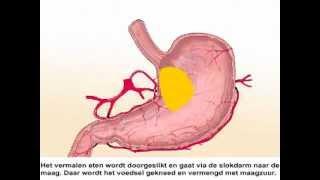 Spijsvertering - Werking van het spijsverteringsstelsel