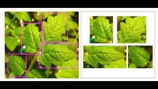 Detection & Classification of Leaf and Weed with AI|  +91-7973788405 for query| Webtunix AI