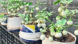 Growing Eggplant at home with seeds for many fruits and high yield , Gardening ideas for home