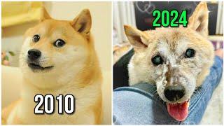 Rest In Peace Doge!  ( 2005 - 2024 )