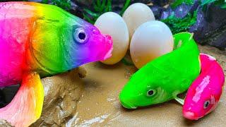 Rainbow Formation Fish | Stop Motion Big Catfish Egg Movement, Duckling Carp Fishing Compilation