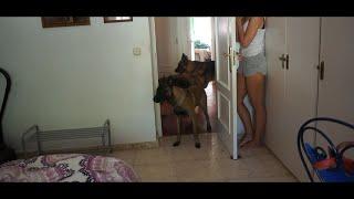 Playing Hide & Seek with my dogs (German Shepherd + Malinois)