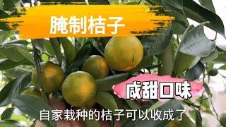 Preserved calamansi limes 腌制桔子 咸甜口味