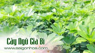 Cây Ngũ Gia Bì - Sài Gòn Hoa