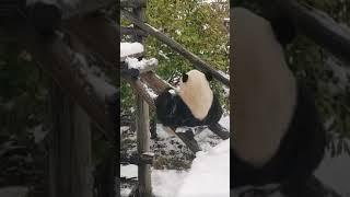 #panda #funnypanda #ilovepandas#bear #panda#snow