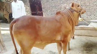 Pure Sahiwal Breed Calf / (Cows TV)