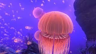 VR Reef Migration - Immersive VR Series 60FPS