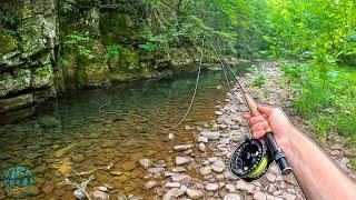 Fly Fishing a Small Creek with a Big Fish!! (Brook Trout)