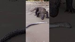 How Komodo dragons eat electric eels