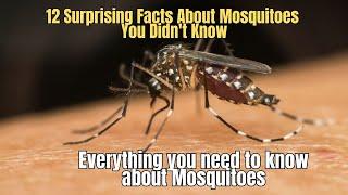 12 Surprising Facts About Mosquitoes You Didn't Know  Mosquitoes Explained