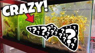 Creating New Color Guppies! (Guppy Breeding)