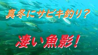 真冬の加太大波止は凄い魚影！サビキ釣り　水中映像
