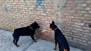 Doberman vs Rottweiler ¿Que perro es mas fuerte?