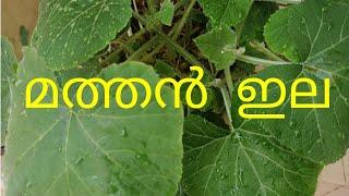 മത്തൻ ഇല||ഗുണങ്ങൾ||റസ്‌വീനാസ് കുക്സ് ആൻഡ് വ്ലോഗ്