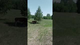 Невыносимо на жаре. Даже животным