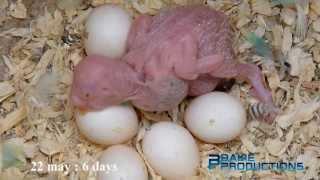 Broedproces Grasparkiet 2013 / Breeding process budgerigar 2013 / Melopsittacus undulatus