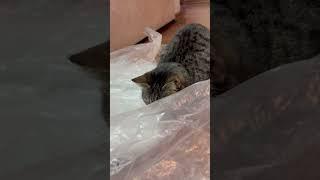 #cat #cute #cutecat #pets