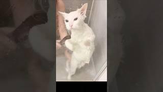 이것이 리얼 냥빨이다(ft.개피곤)(This is the real cat bath:ft.really tired)これがリアル猫風呂#냥빨 #catbath #고양이목욕