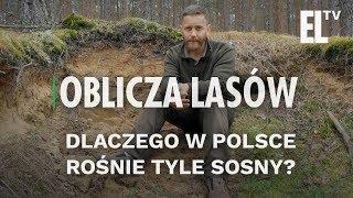 Dlaczego w Polsce rośnie tyle sosny? | Oblicza lasów #28