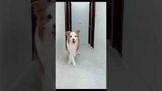 Cute dog making a video for TikTok. Hilarious Doggo Takes Over TikTok! #viralshorts #trendingshorts
