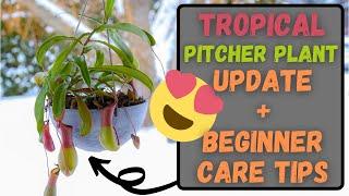 Tropical Pitcher Plant Care Tips For Beginners & Update - Did My Nepenthes Ventrata Make It?