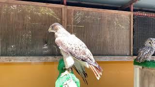 聞いたことありますか？　ノスリの鳴き声 【群馬サファリパーク】