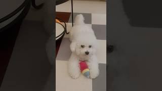 不能被打擾正在玩的#比熊犬 #pets #puppy #我的狗狗叫膽固醇