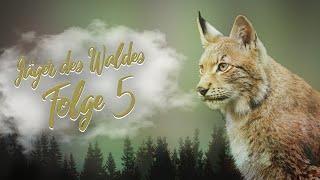 Jäger des Waldes: Luchs