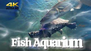 Karachi Zoo Developed New Fish Aquarium | Shark Fish | Garden Zoo