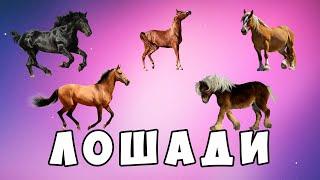 Породы лошадей для детей - развивающий мультик | Карточки Домана | Монтессори | Комарик